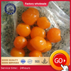 Suszony kolor czerwony Kumquat